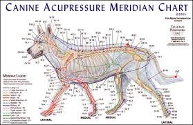 Corso di Agopuntura veterinaria